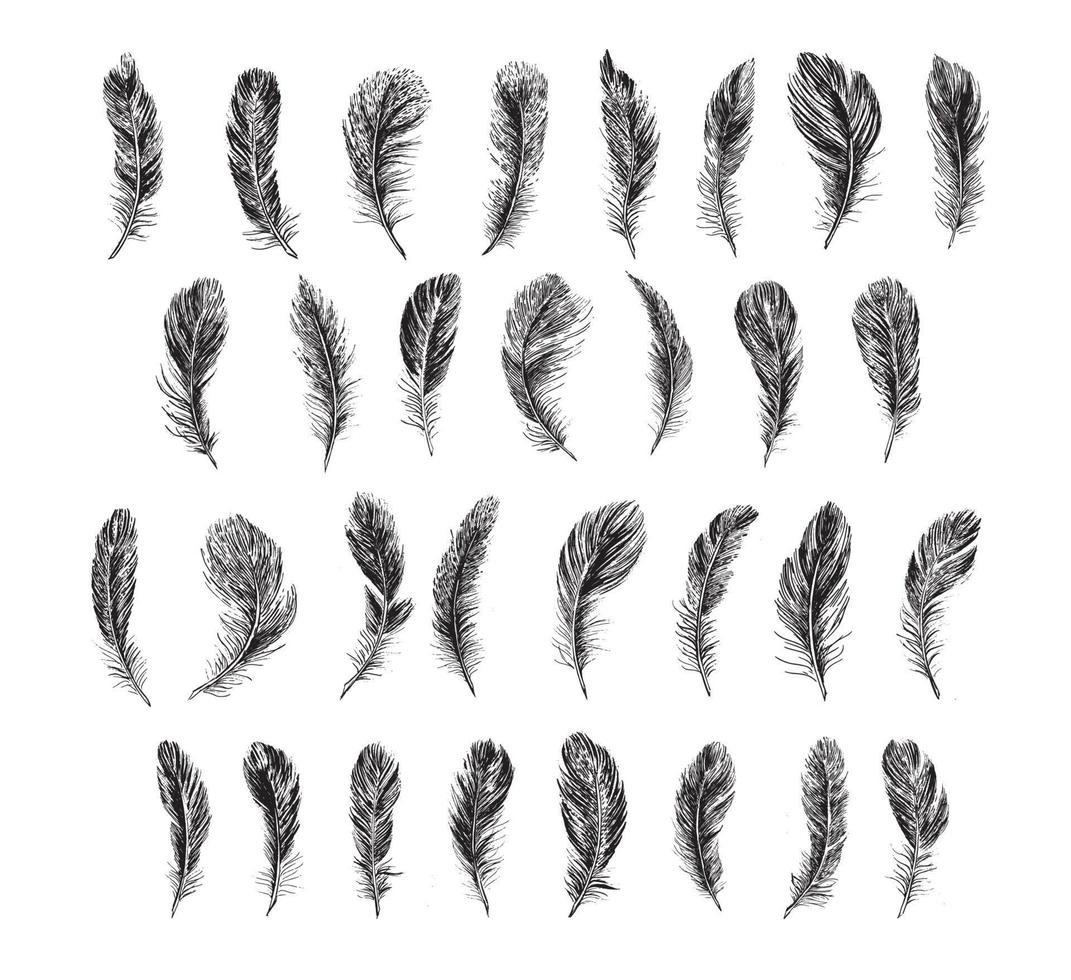 Feathers on white background. Hand drawn sketch style. vector