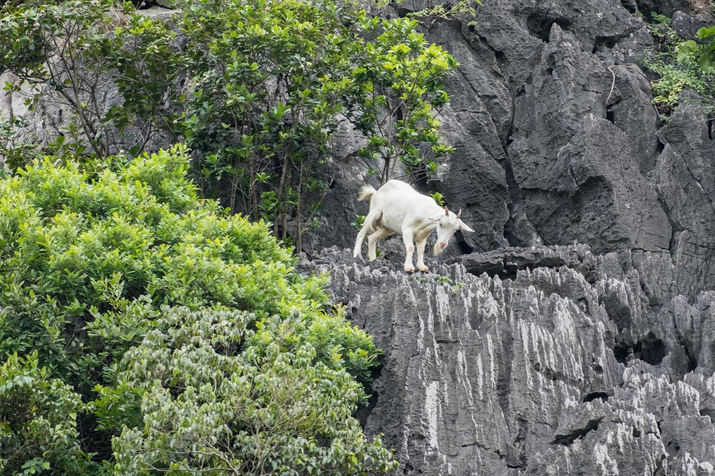 White goat climbing on limestone mountain photo