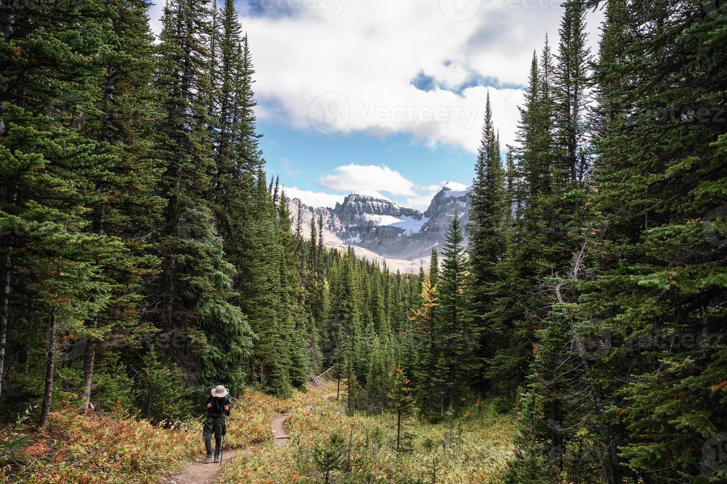 Traveler hiking in pine forest with rocky mountains at Assiniboine provincial park photo