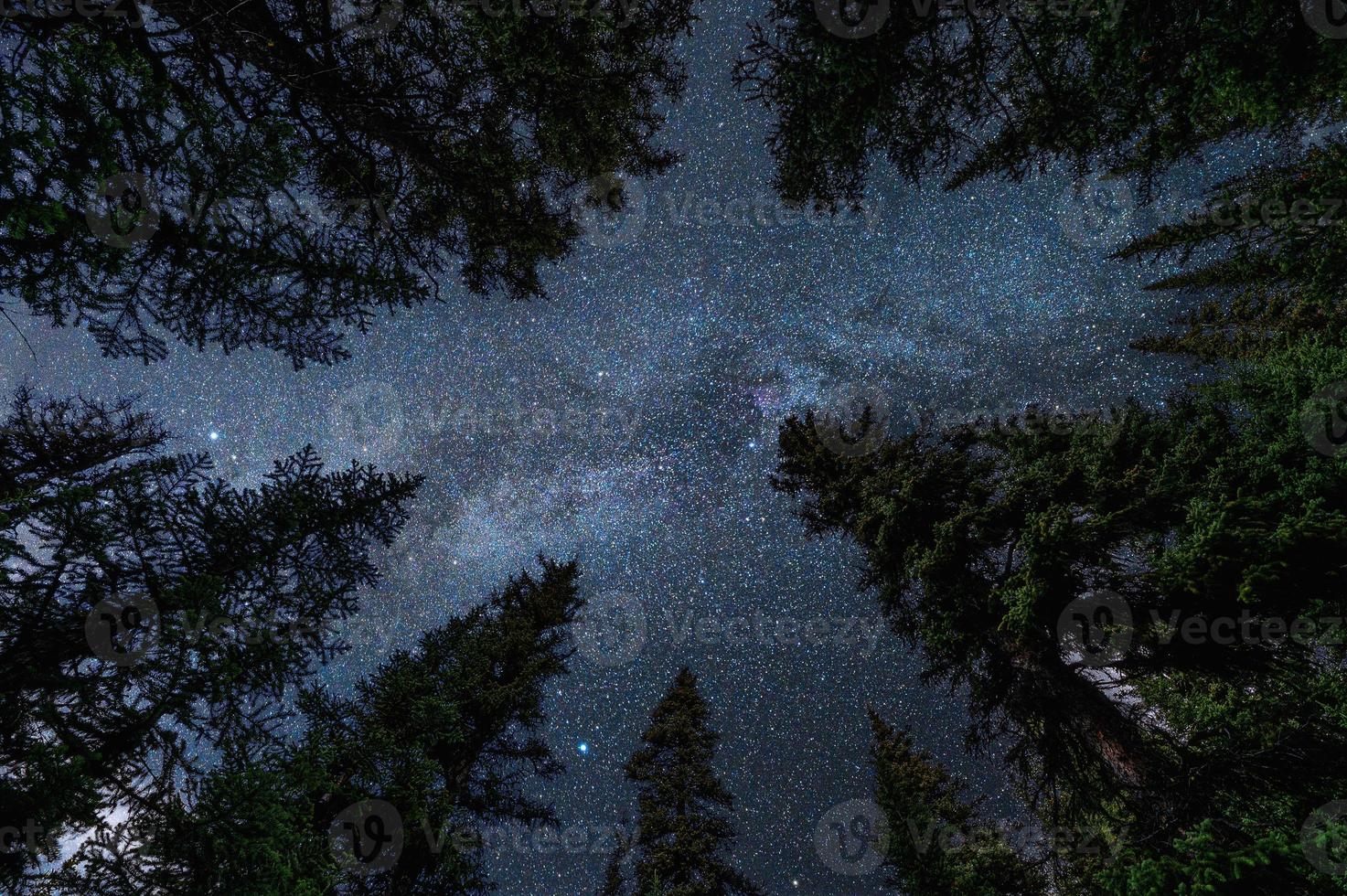 Pine trees with with milky way in the night sky photo