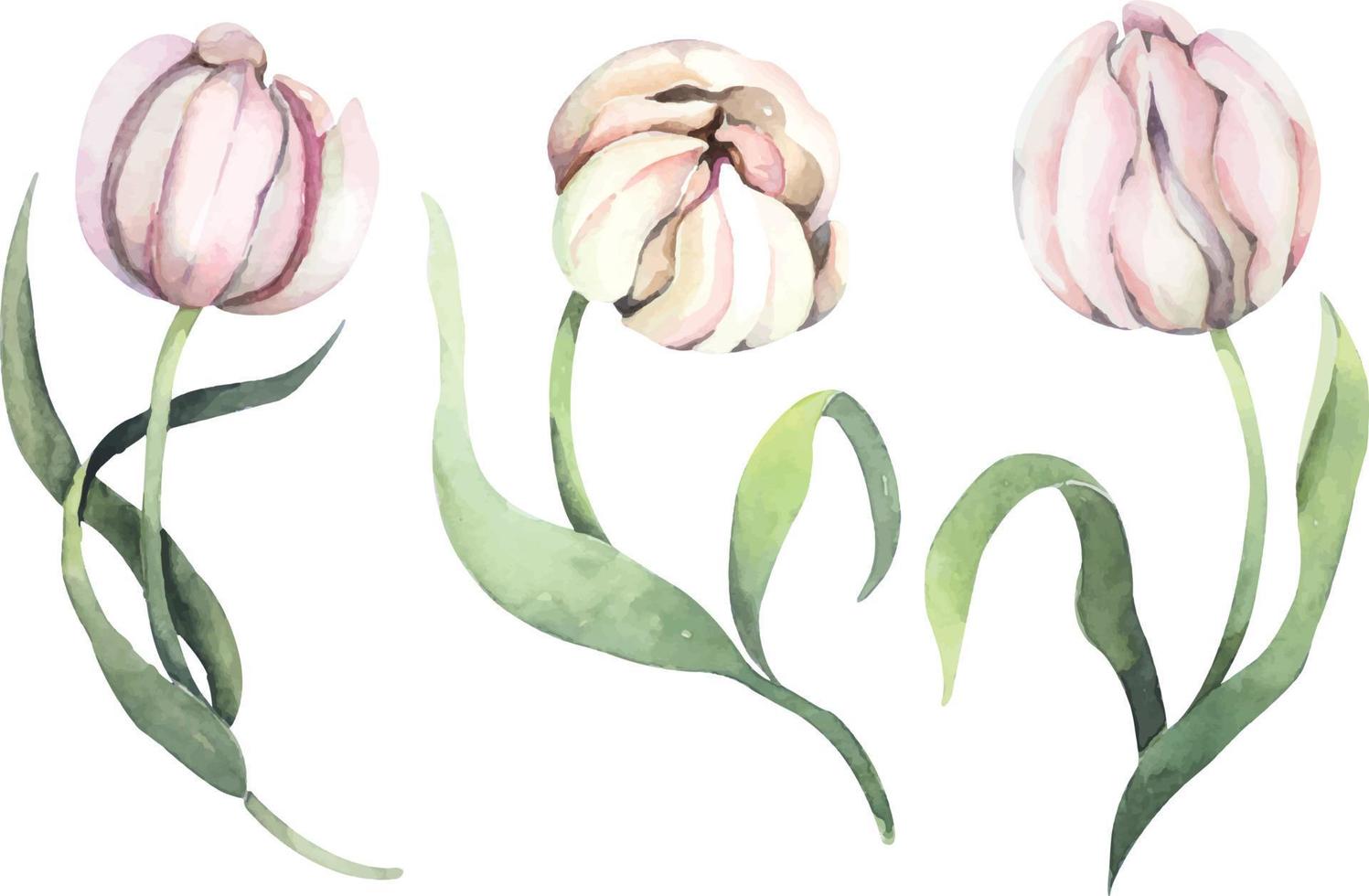 tulip watercolor 1 vector