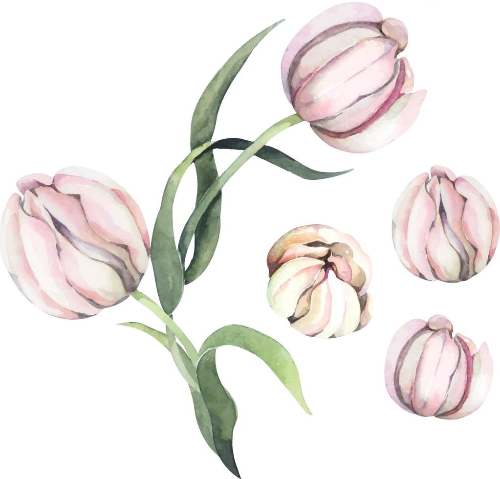 acuarelas de flor de tulipán 12 vector