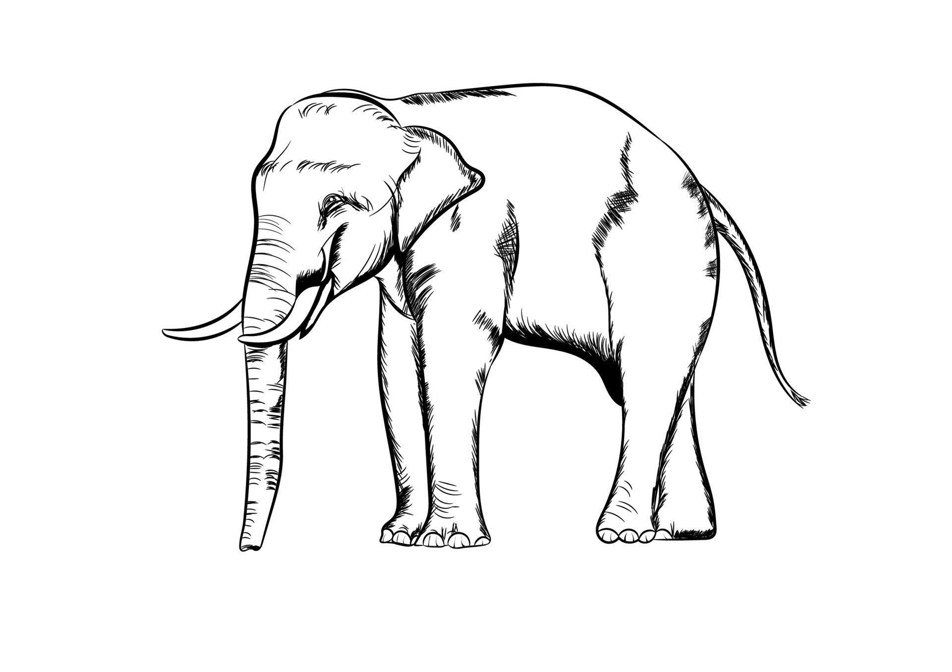 graphics drawing elephant Asia outline black and white transparent ...