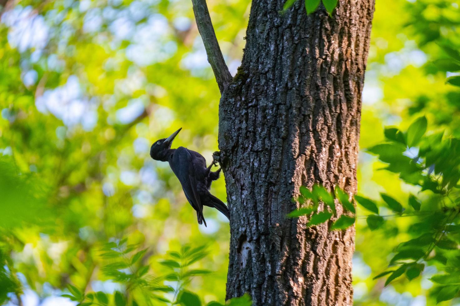 The black woodpecker or Dryocopus martius on the tree photo