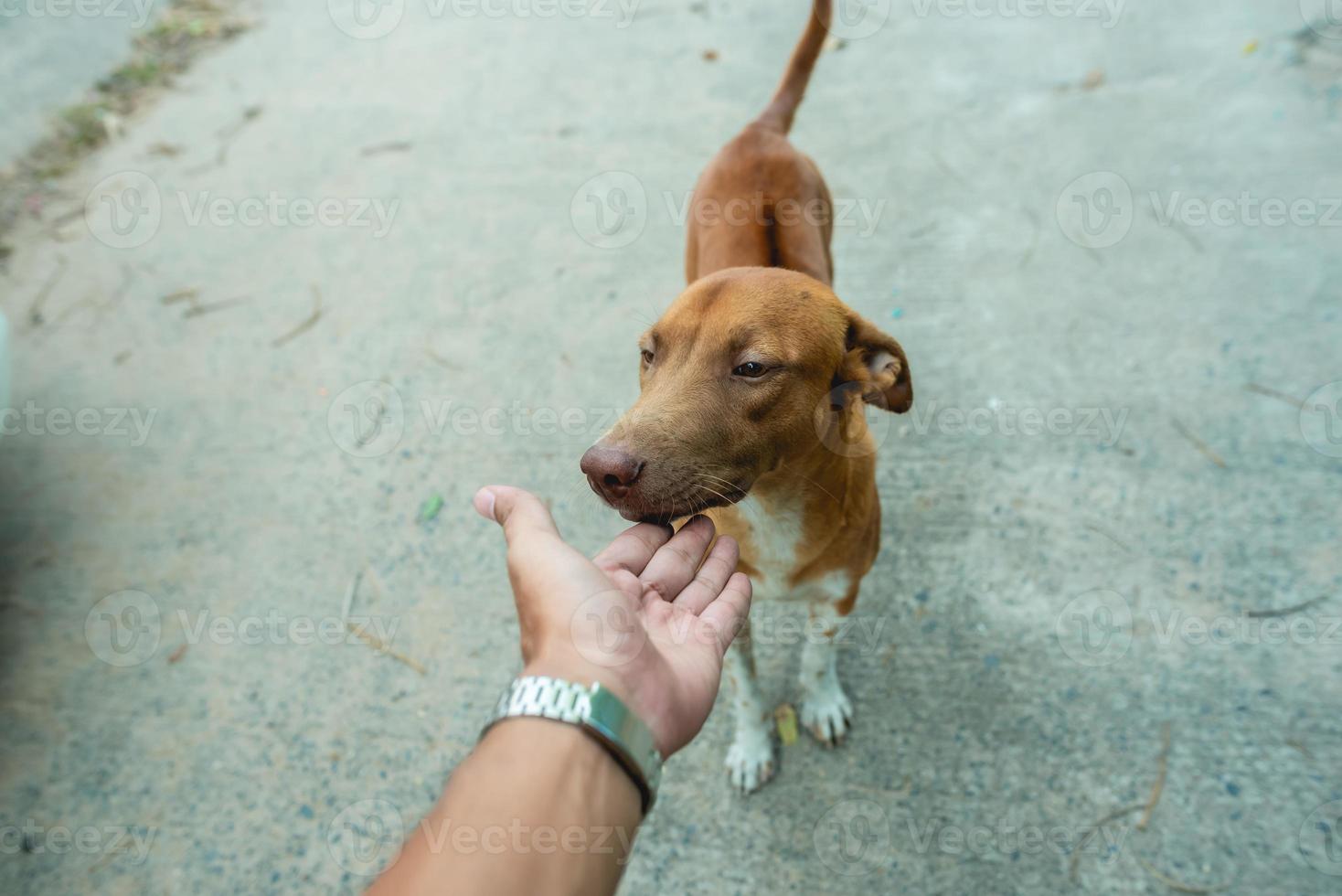 retrato de un pequeño perro marrón afuera en un vecindario con una persona sentada cerca foto