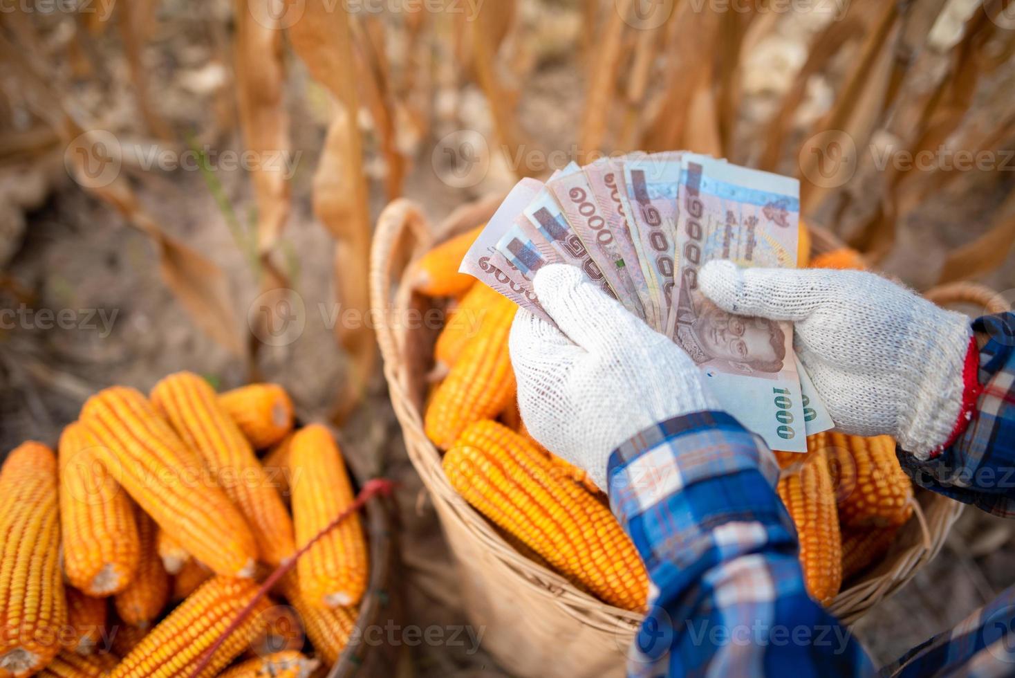 Corn farmers hold Thai bank notes worth 5,000 baht that people receive from the government. photo