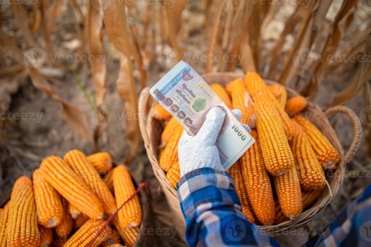 Corn growers hold Thai banknotes. The concept of profits from the trade. photo