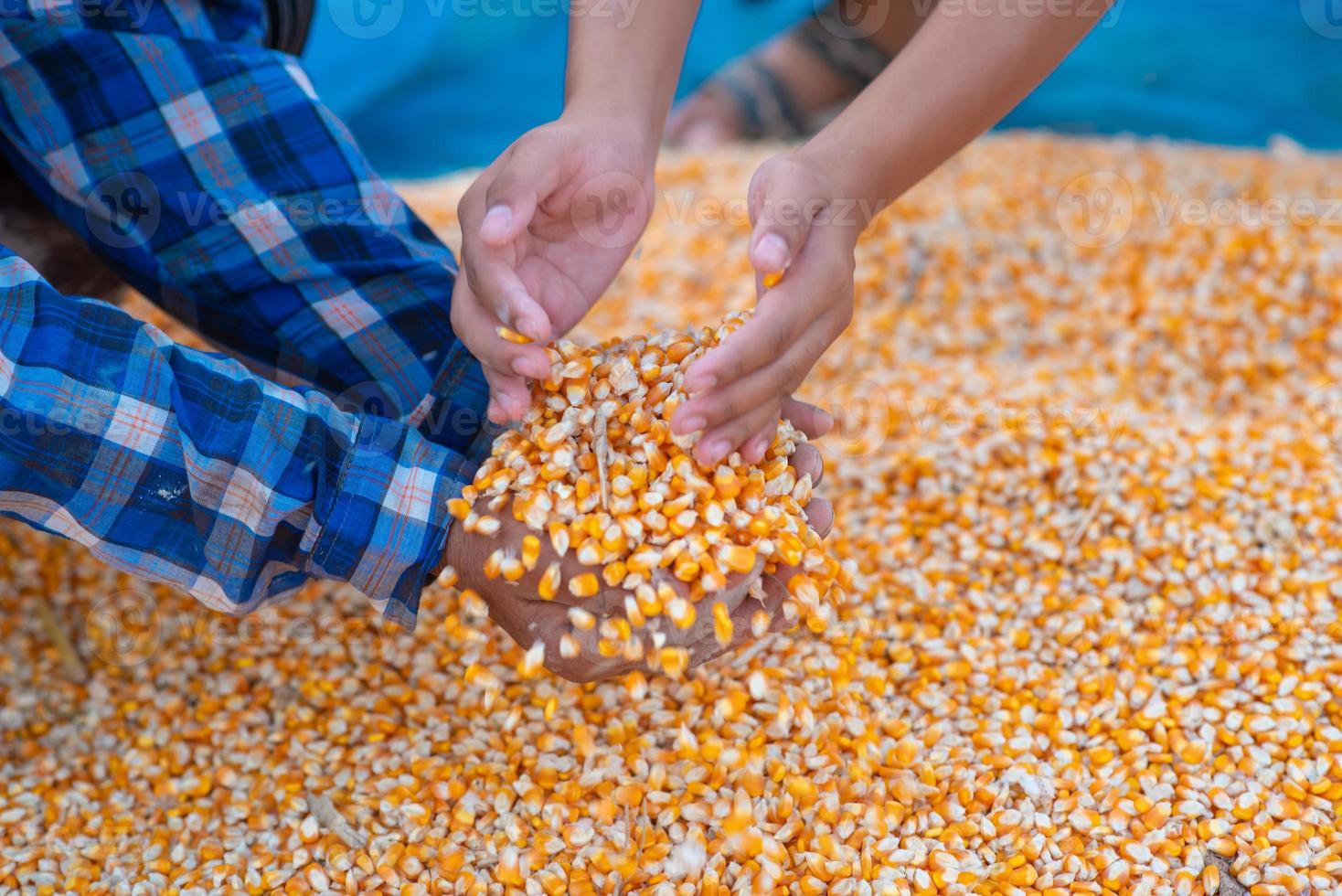Farmers' hands are collecting corn seeds. photo