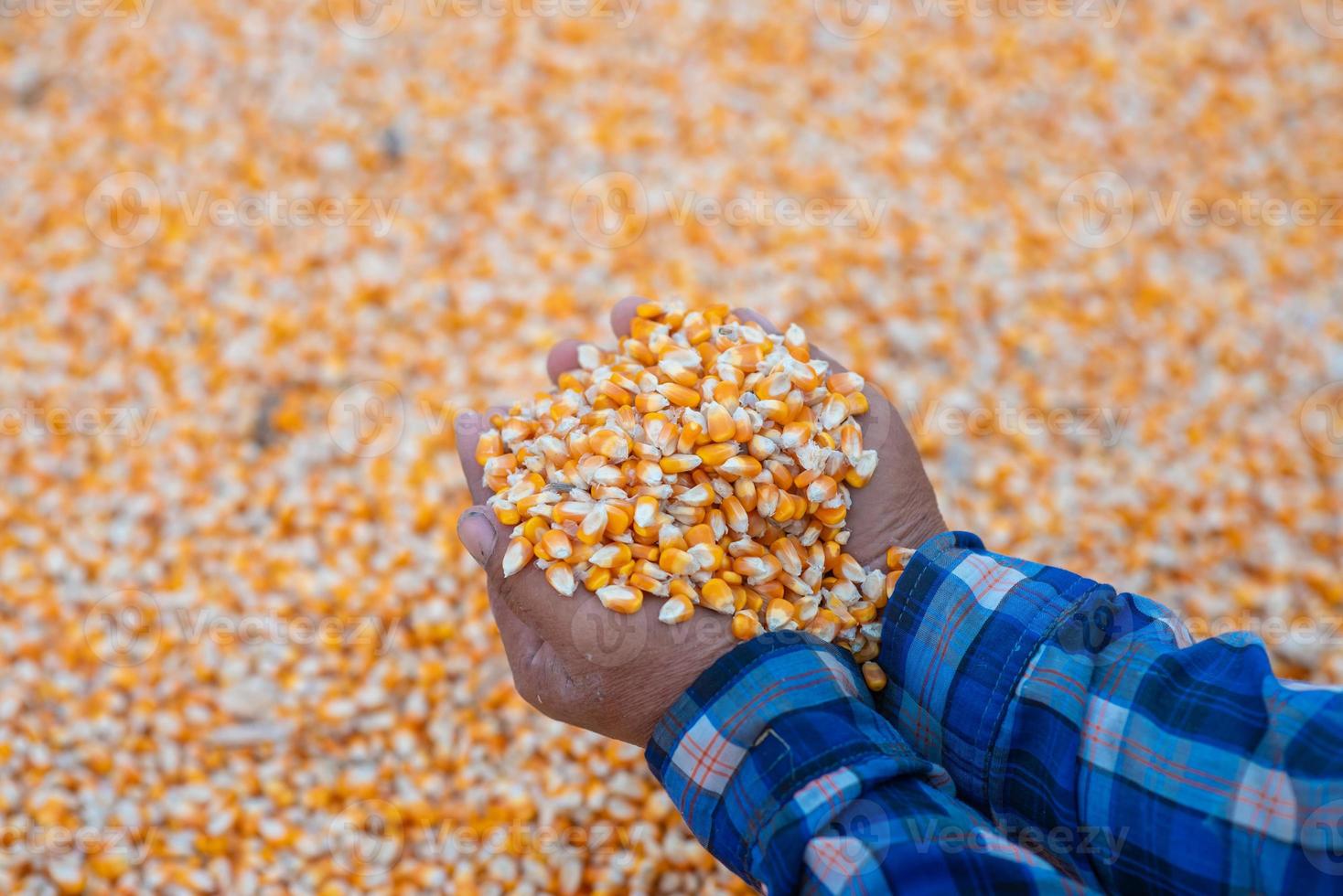 Farmers' hands are collecting corn seeds. photo