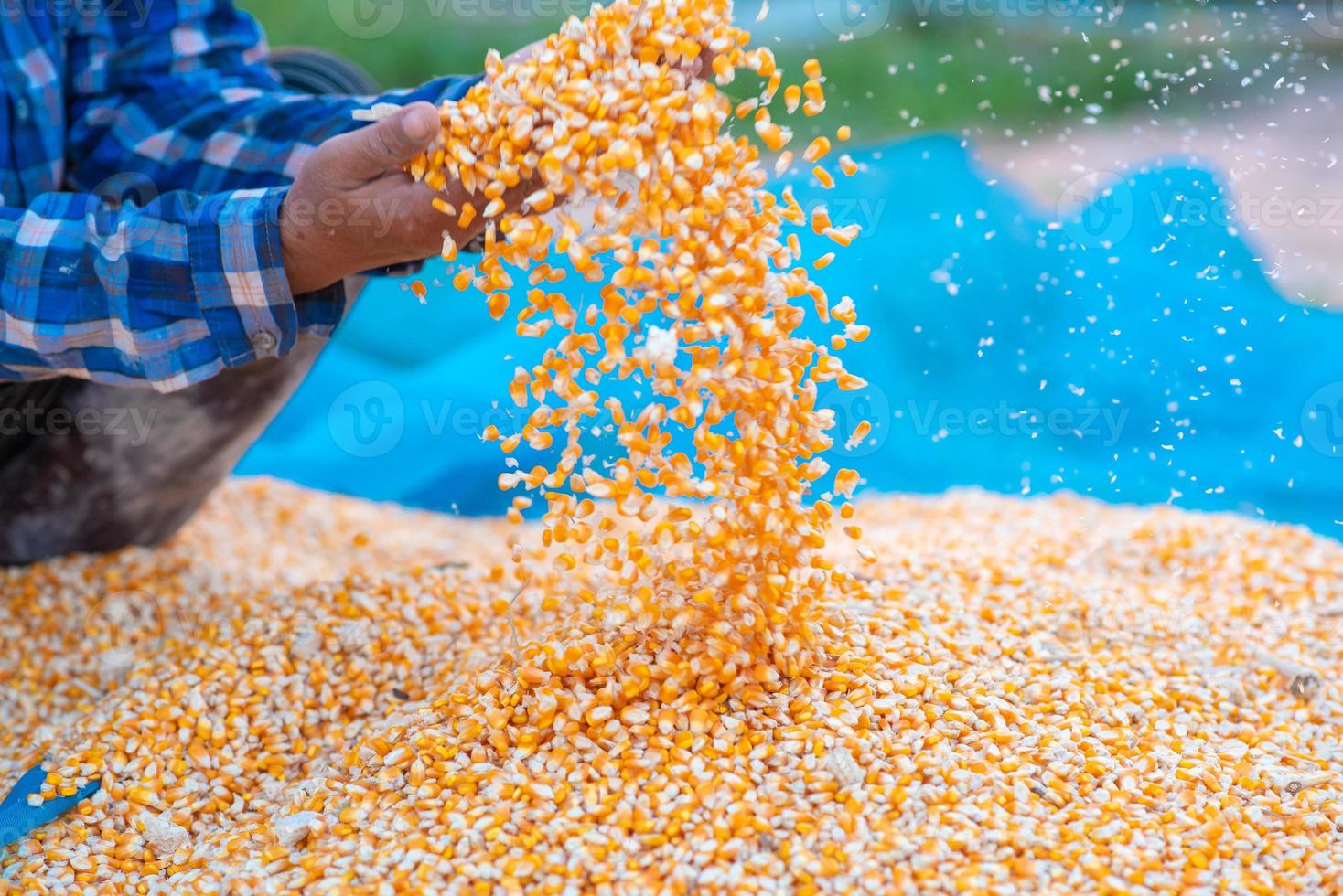 Farmers' hands are collecting corn seeds. photo