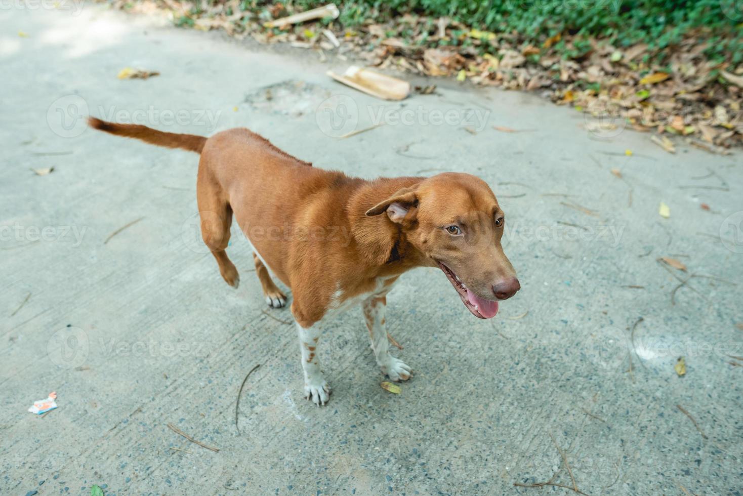 retrato de un pequeño perro marrón afuera en un vecindario con una persona sentada cerca foto