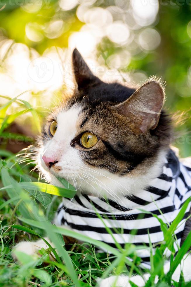 Cute cat playing on the grassy lawn at sunset photo