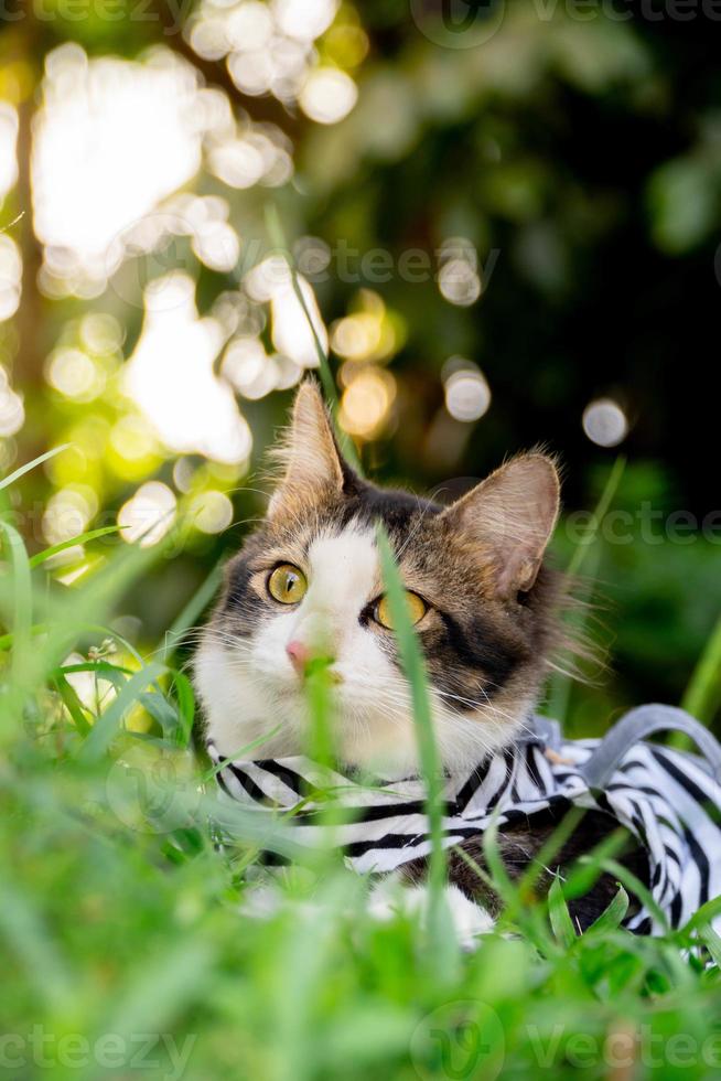 Cute cat playing on the grassy lawn at sunset photo