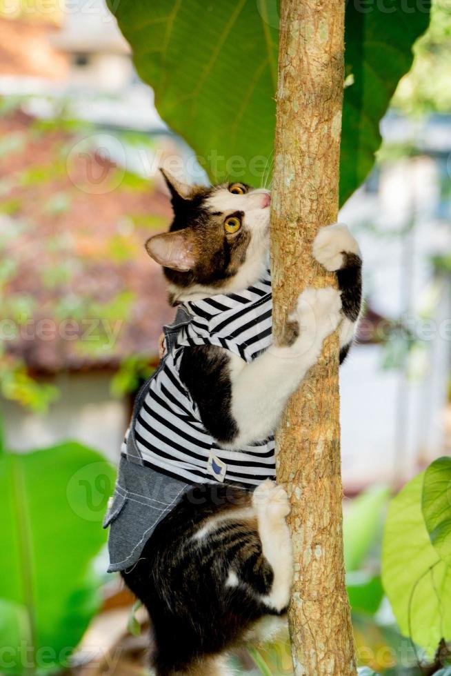 Cute cat playing on the tree photo