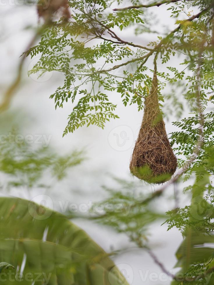 Bird Nest ,Weaver on the tree photo