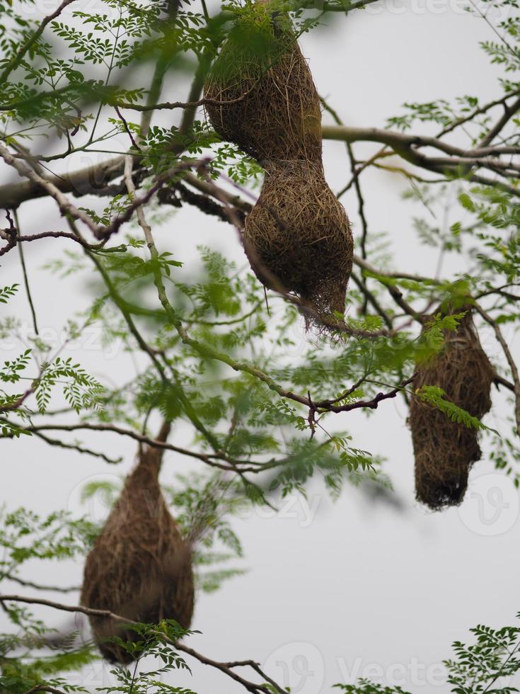 Bird Nest ,Weaver on the tree photo