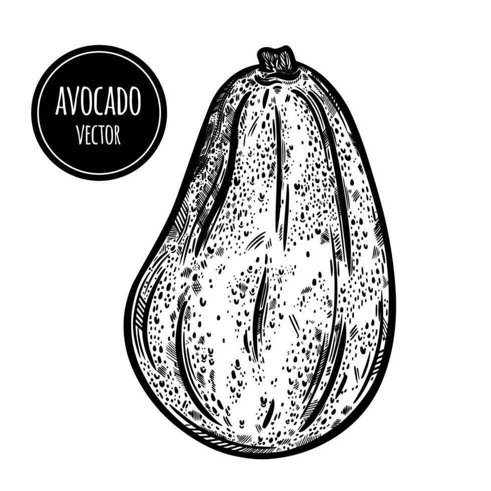 icono de vector de aguacate. boceto dibujado a mano de fruta fresca del jardín. aguacate entero en el tallo. comida natural saludable, esquema de vegetales exóticos. ilustración botánica aislado en blanco