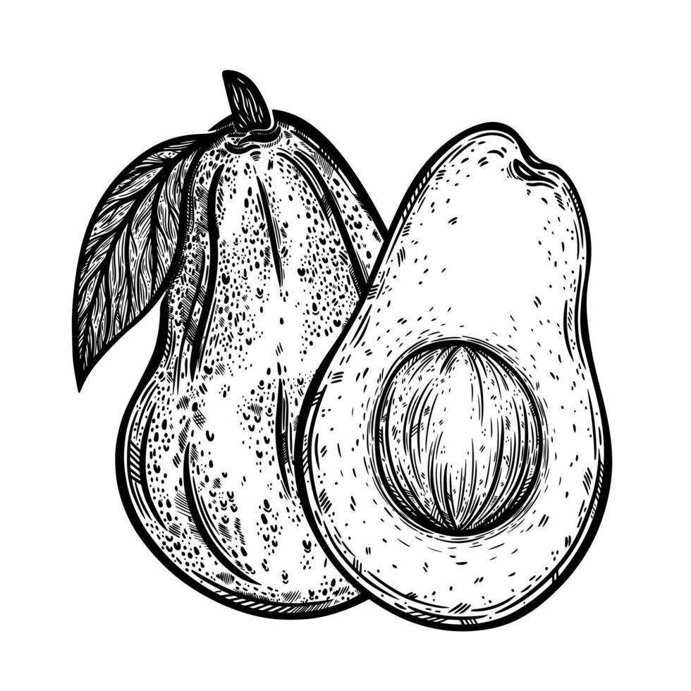 icono de vector de dos aguacates. fruta entera de la huerta, cortada por la mitad. verdura exótica fresca con semilla, pulpa madura, en una rama con una hoja. boceto de comida en blanco y negro dibujado a mano. esquema monocromático