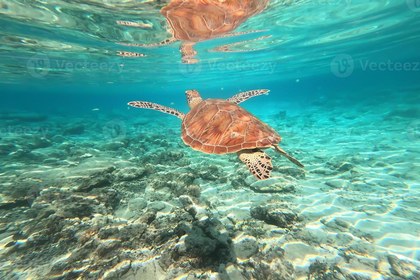 Endangered Sea Turtle cruising in turquoise sea water at Gili Trawangan, Lombok, Indonesia. Underwater world. photo