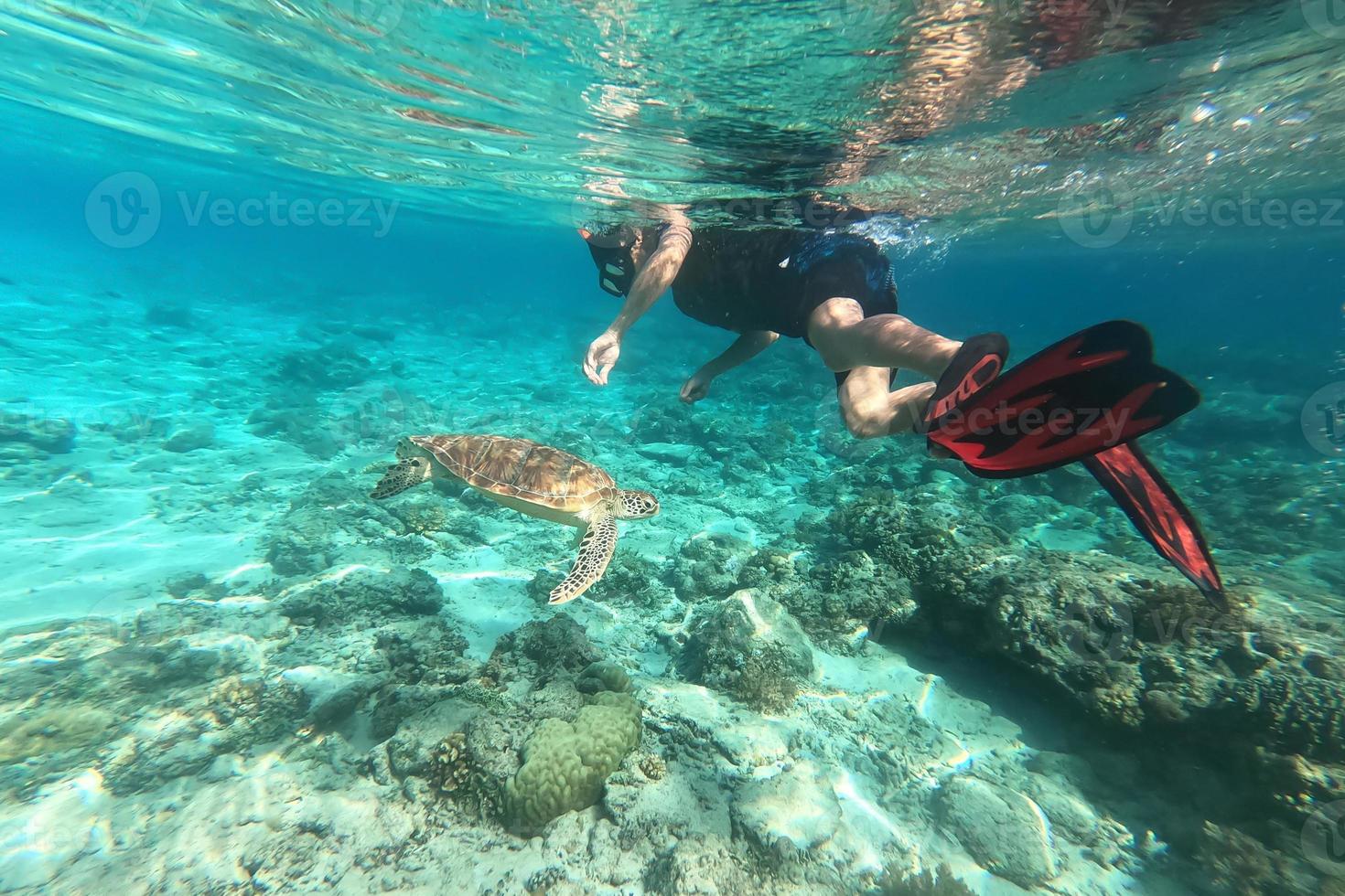 bucear con una tortuga marina en gili trawangan, lombok, indonesia foto