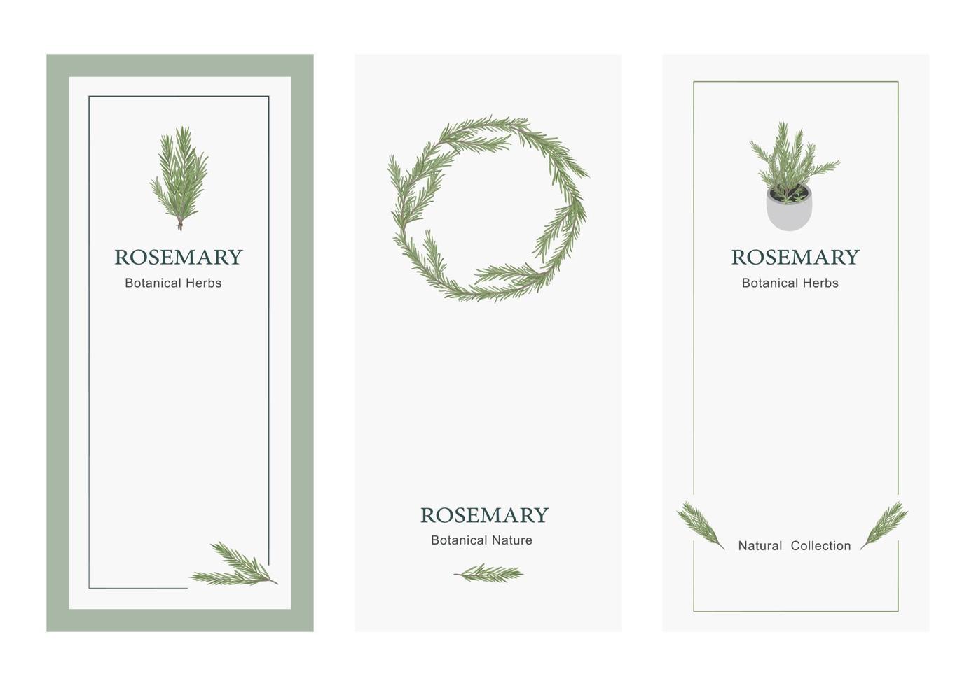 conjunto de banner de plantilla de invitación floral de romero vector