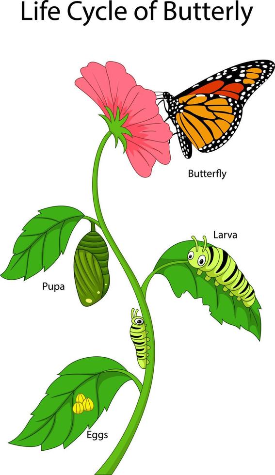 ilustración del ciclo de vida de una mariposa monarca vector