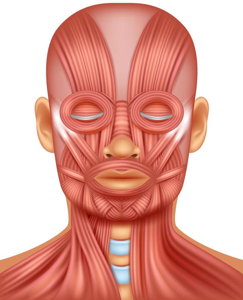 ilustración, de, cabeza humana, músculo vector