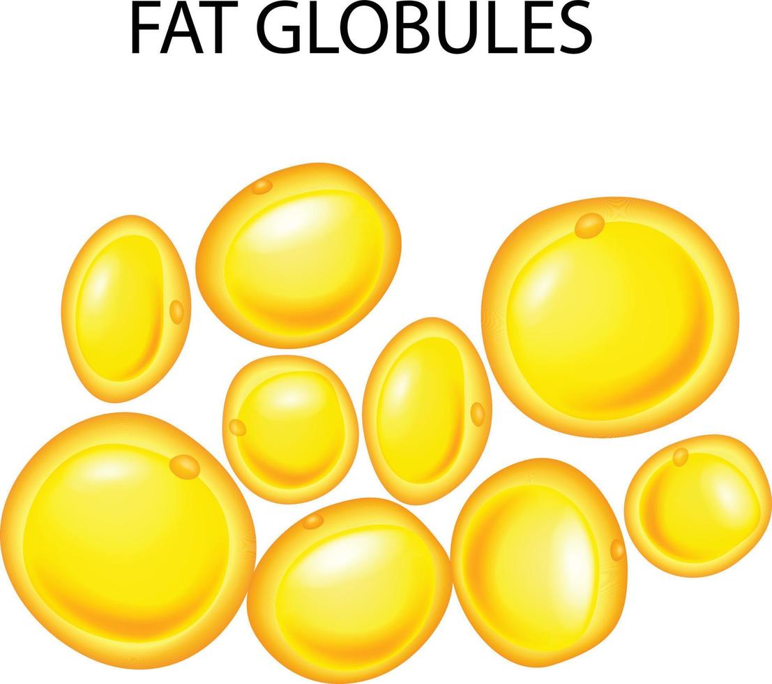 Illustration of fat globules vector