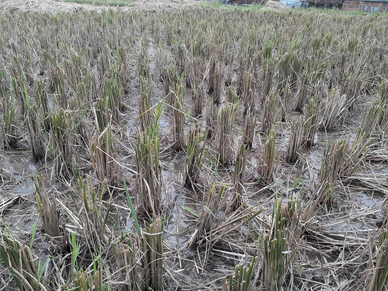 campo de arroz cosechado foto