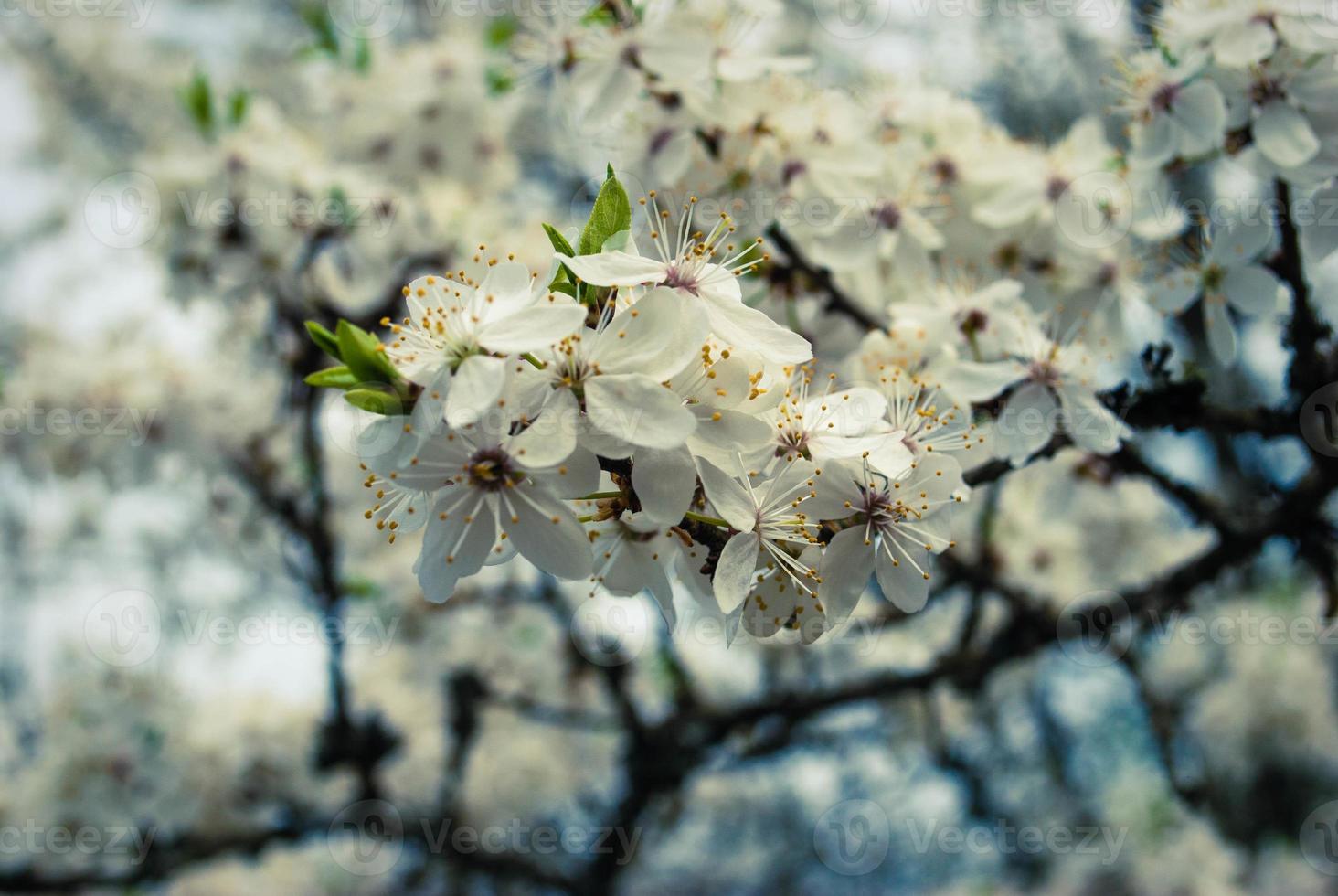 Beautiful white flowers of cherry tree. photo