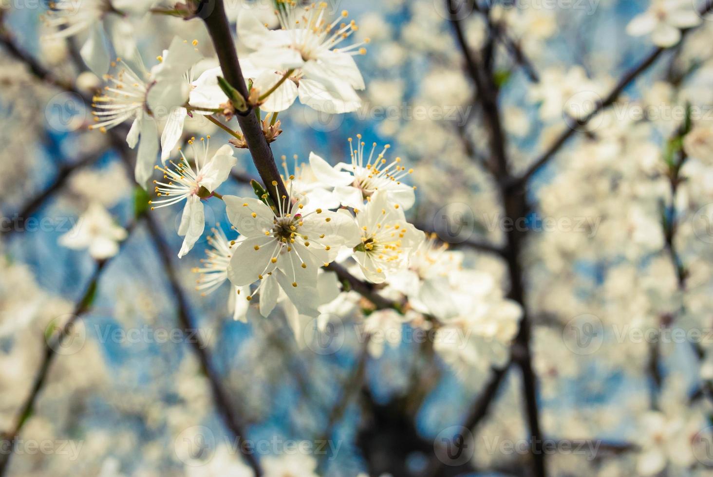 Beautiful white flowers of cherry tree. photo