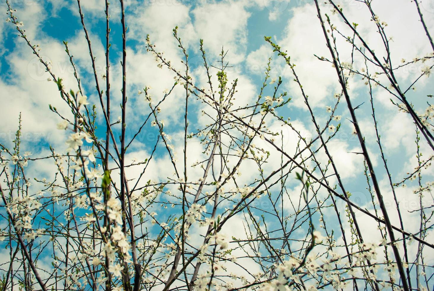 Beautiful white flowers of cherry tree. photo