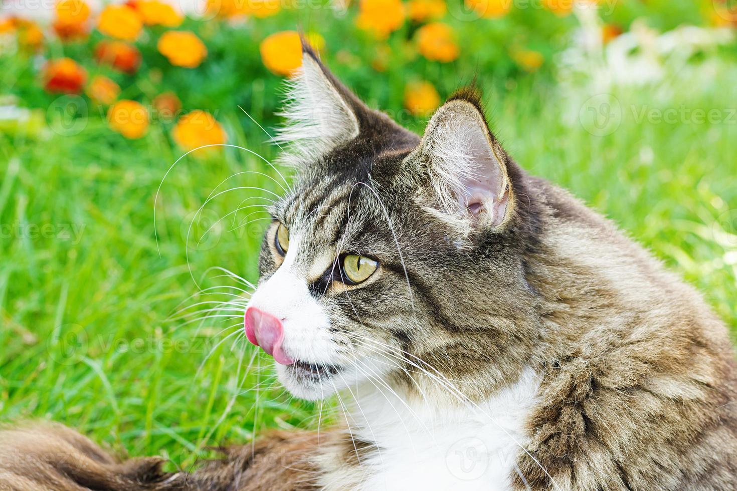 Maine Coon cat lies on a green lawns photo