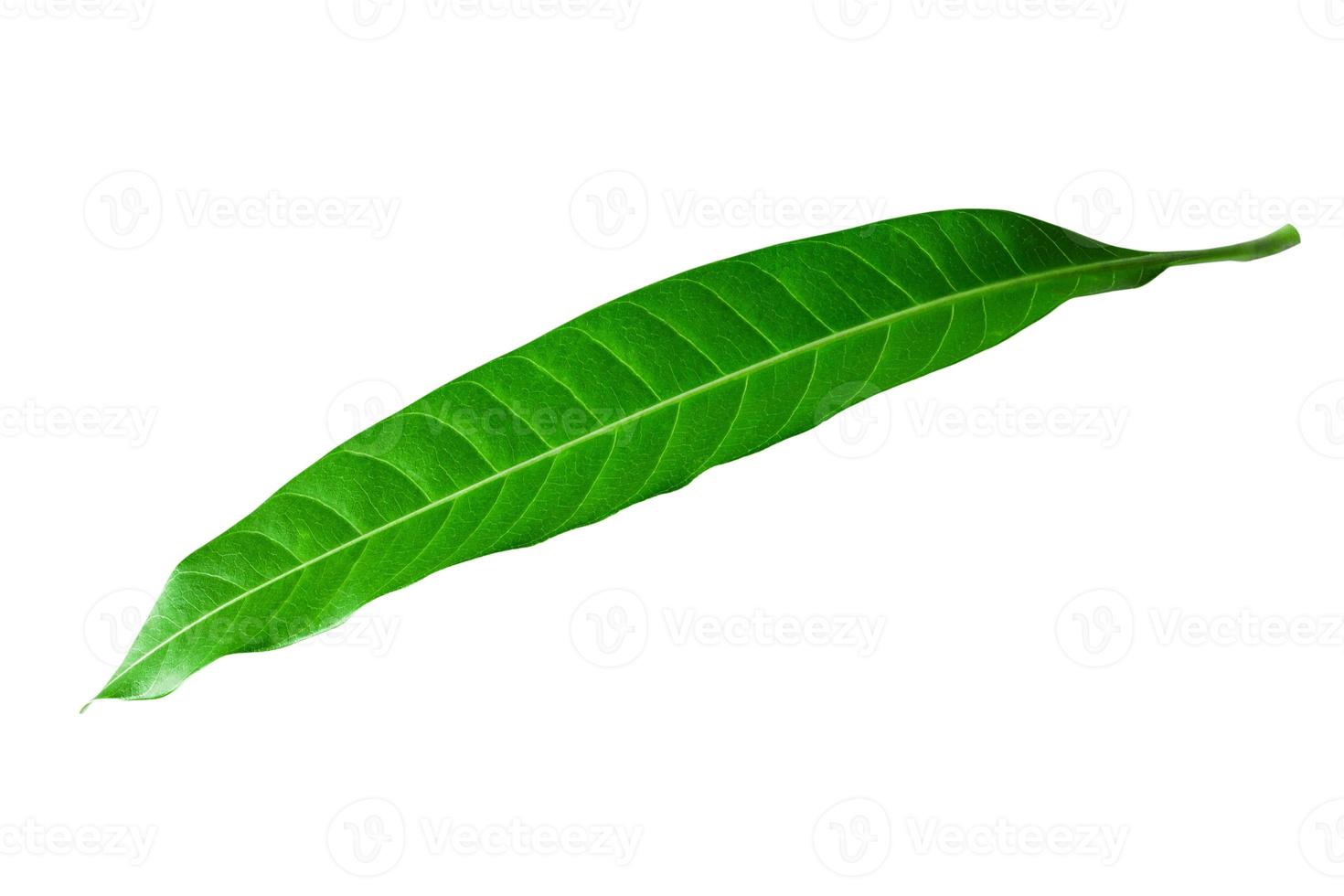 Mango leaves isolated on white background,clipping path photo