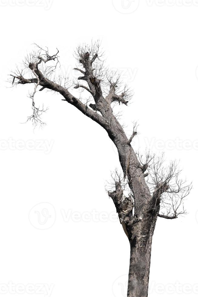 dead trees in thailand isolated on a white background photo