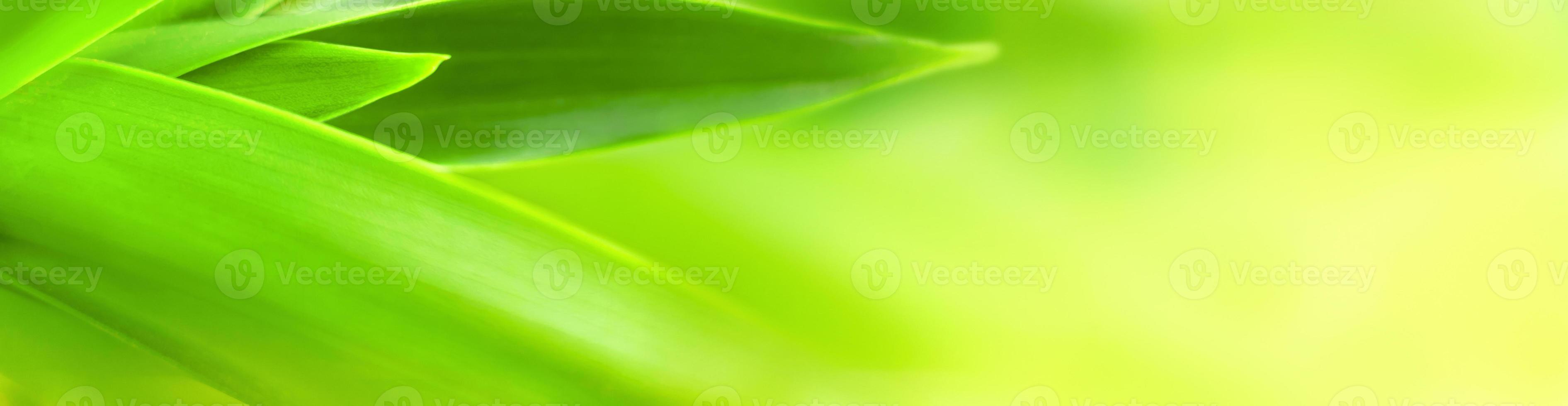 blurry leaves nature of summer green leaves natural green leaf plant used as wallpaper background photo