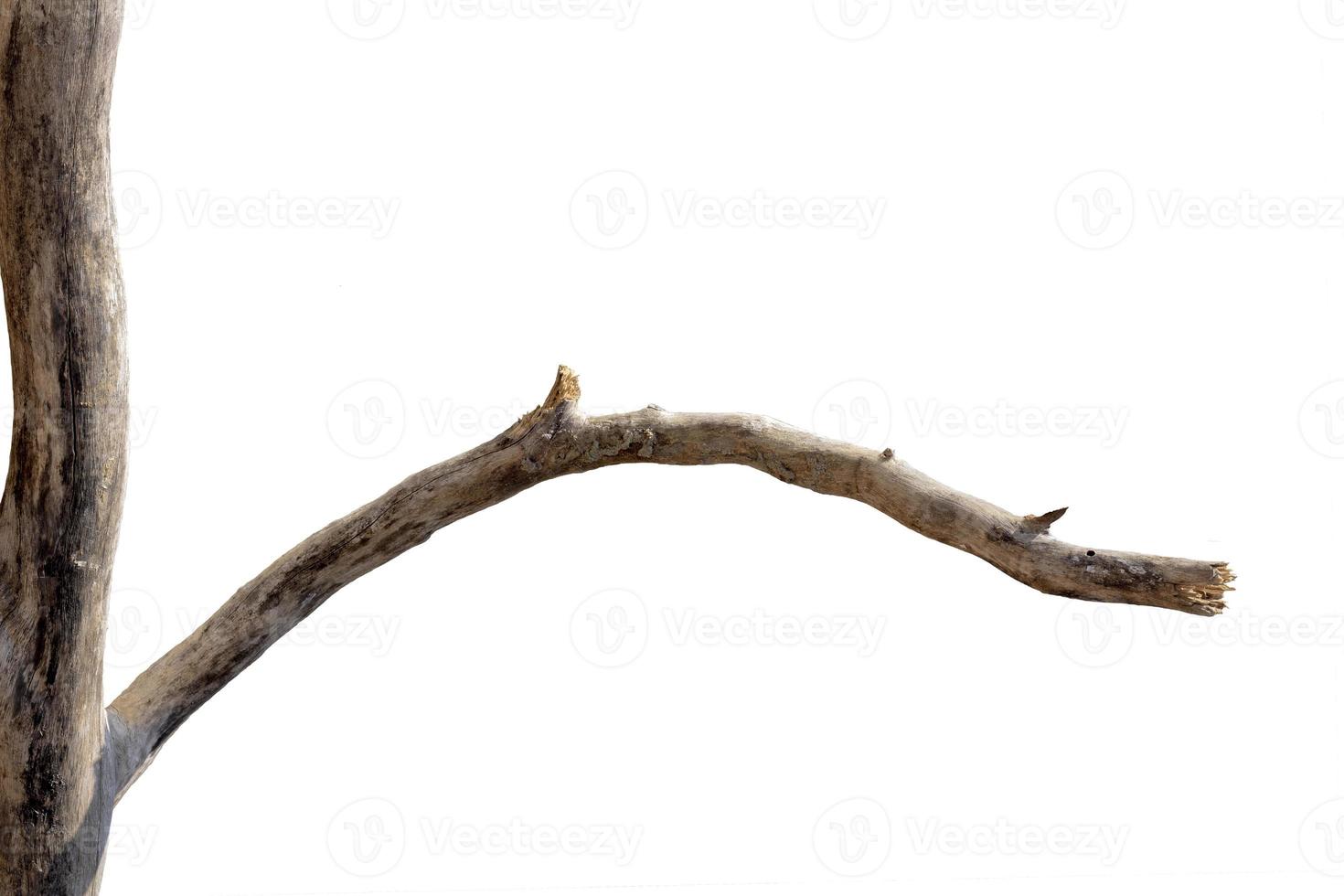 dry branches, dry branches, isolated on white background photo