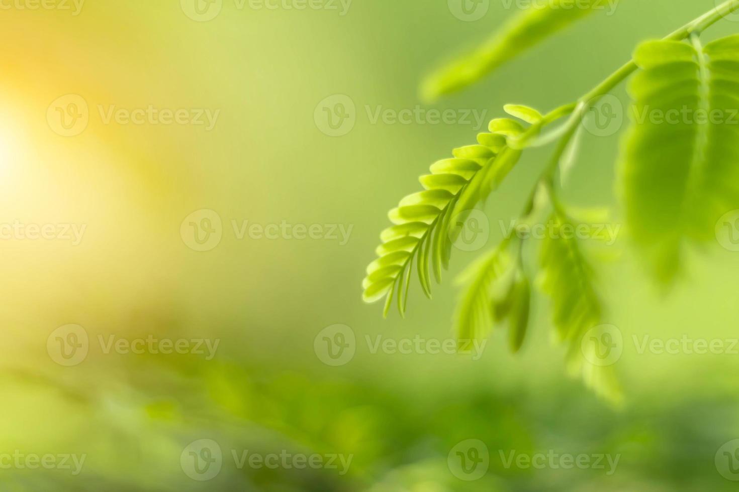 Blurred Leaves Abstract Background Green Leaf Bokeh Blurred Nature Bokeh nature wallpaper. Bokeh photo