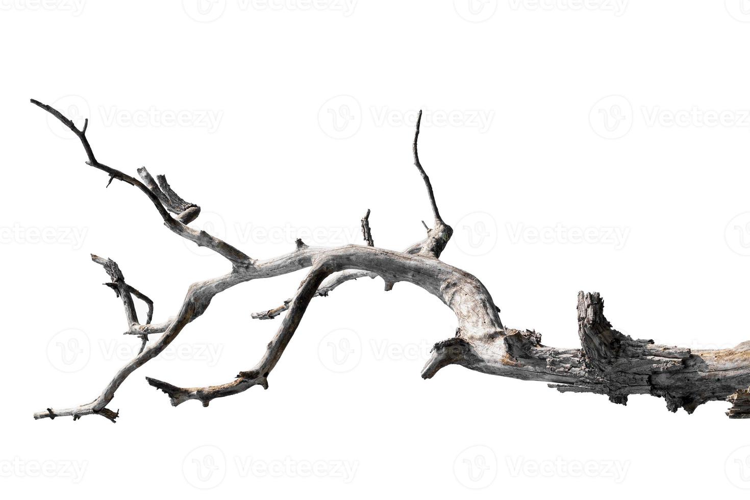 dry branches, isolated on white background photo