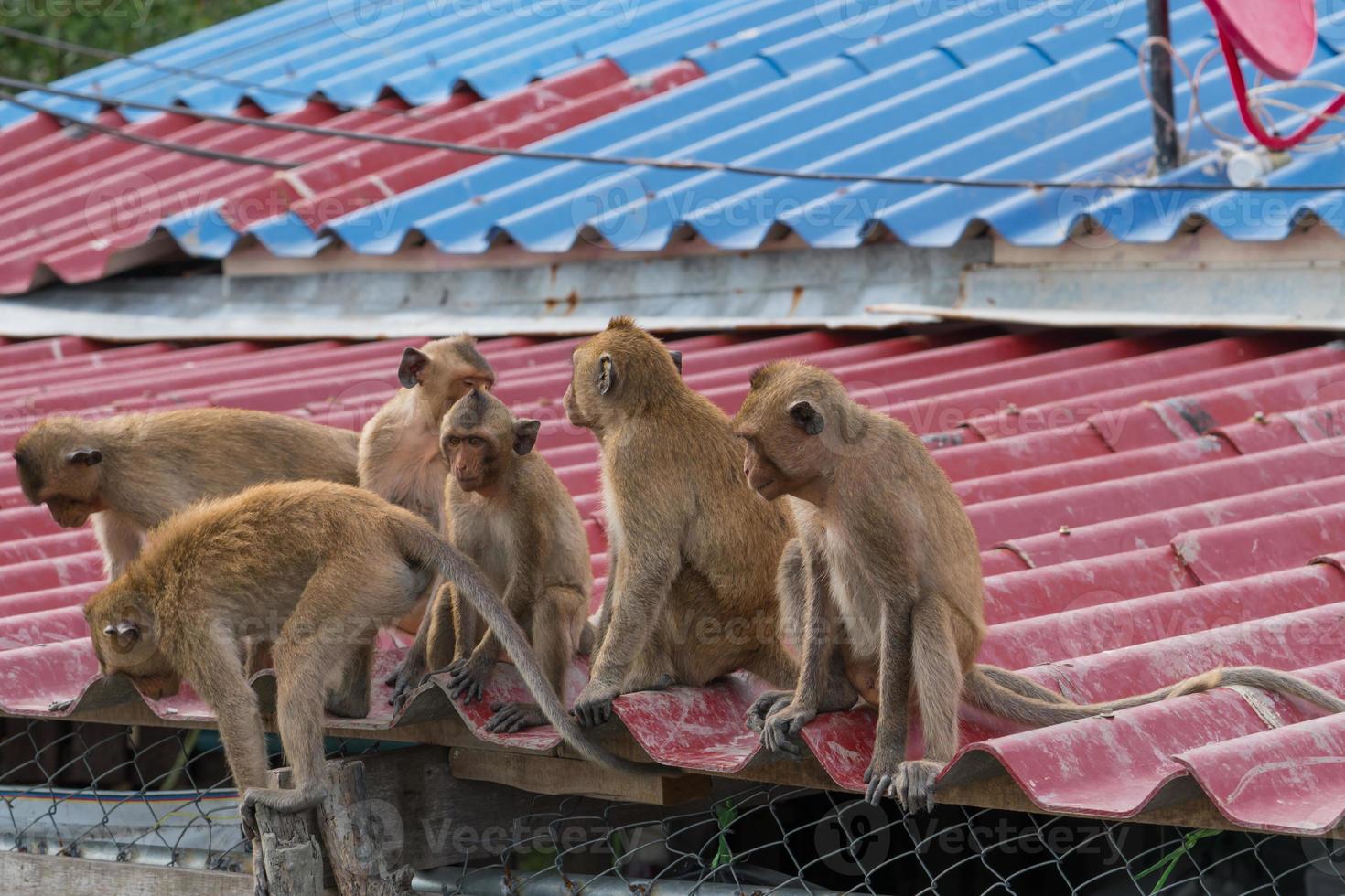 A gang of six teenage monkeys sits on the roof of the house. Monkeypox concept. Monkeypox is caused by monkeypox virus. Monkeypox is a viral zoonotic disease. Virus transmitted to humans from animals. photo