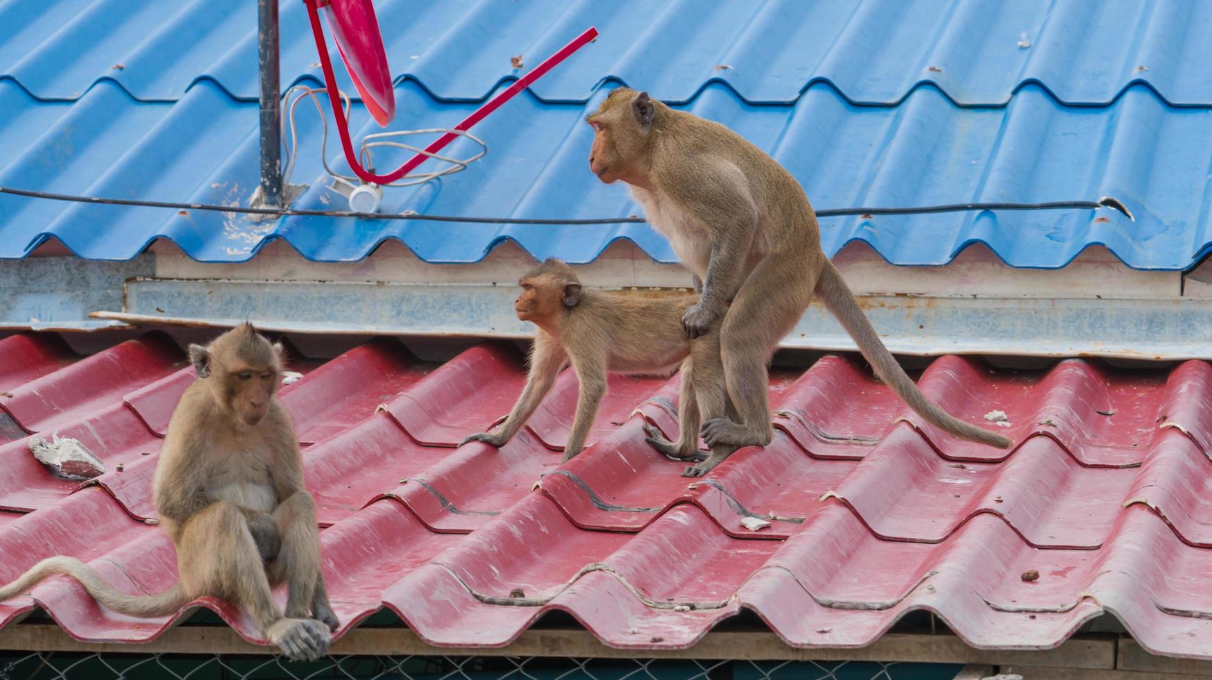 A gang of 3 teenage monkeys sits on the roof of the house. Monkeypox concept. Monkeypox is caused by monkeypox virus. Monkeypox is a viral zoonotic disease. Virus transmitted to humans from animals. photo