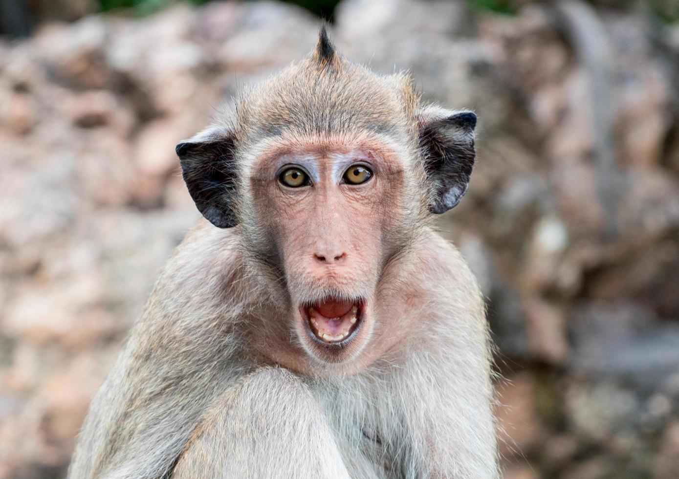 Monkey with black ears open mouth to threaten. Monkeypox outbreak concept. Monkeypox is caused by monkeypox virus. Monkeypox is a viral zoonotic disease. Virus transmitted to humans from animals. photo