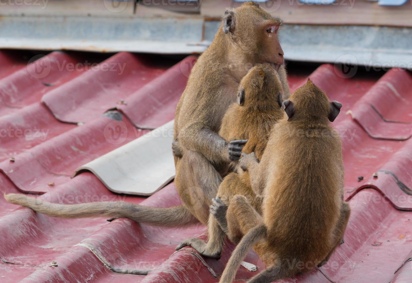 A gang of 3 teenage monkeys sits on the roof of the house. Monkeypox concept. Monkeypox is caused by monkeypox virus. Monkeypox is a viral zoonotic disease. Virus transmitted to humans from animals. photo