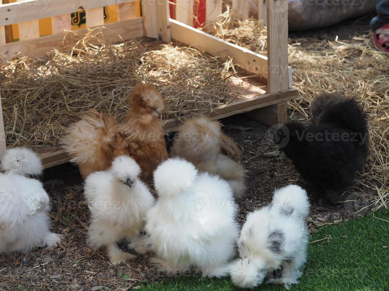 Chick Silkie Chicken Fur es similar a un hilo de seda suave con apariencia peluda, animal blanco y negro. foto