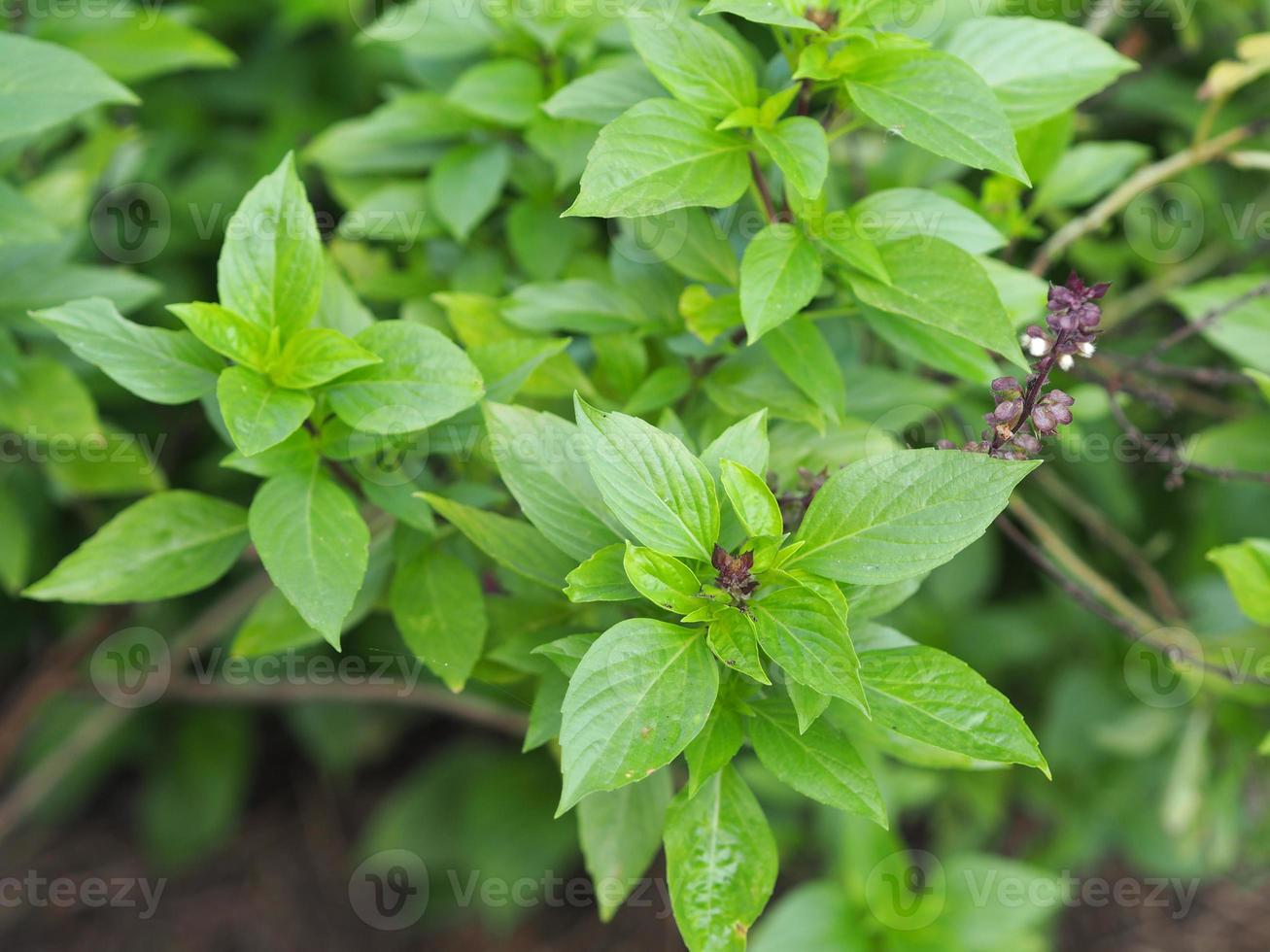 Sweet basil is light green with wide leaves while Thai basil has purple stems and flowers and spear-like leaves photo