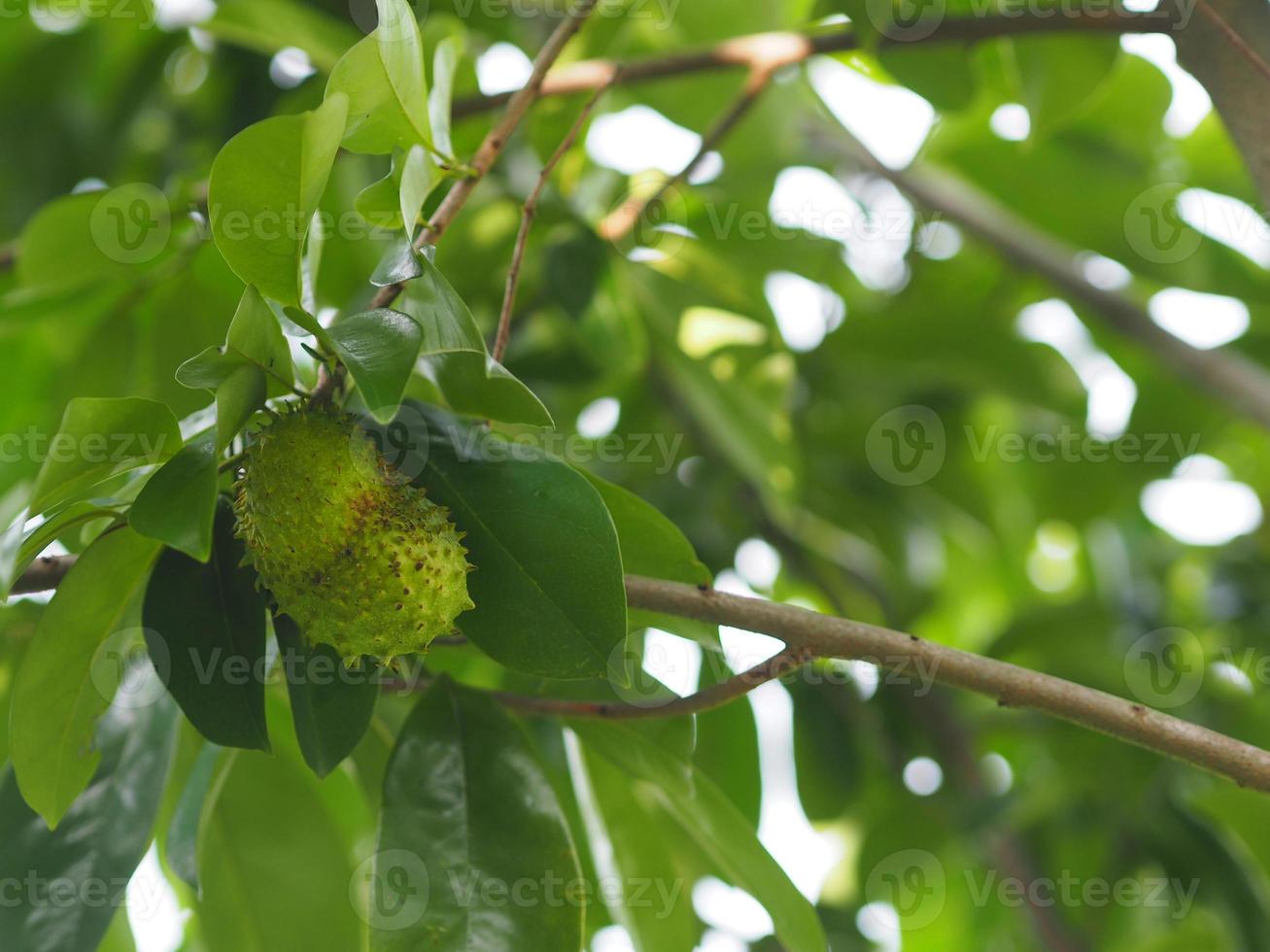Soursop Durian sweet fruit with sharp bark Flesh tree on blurred of nature background photo