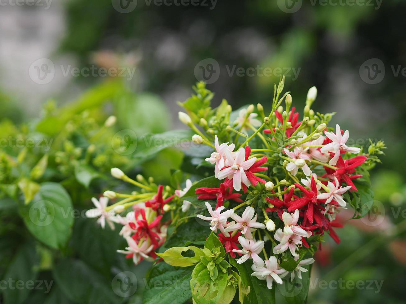 Rangoon Creeper, Chinese honey Suckle, Drunen sailor, Combretum indicum DeFilipps name red pink and white flower blooming in garden on blurred of nature background photo