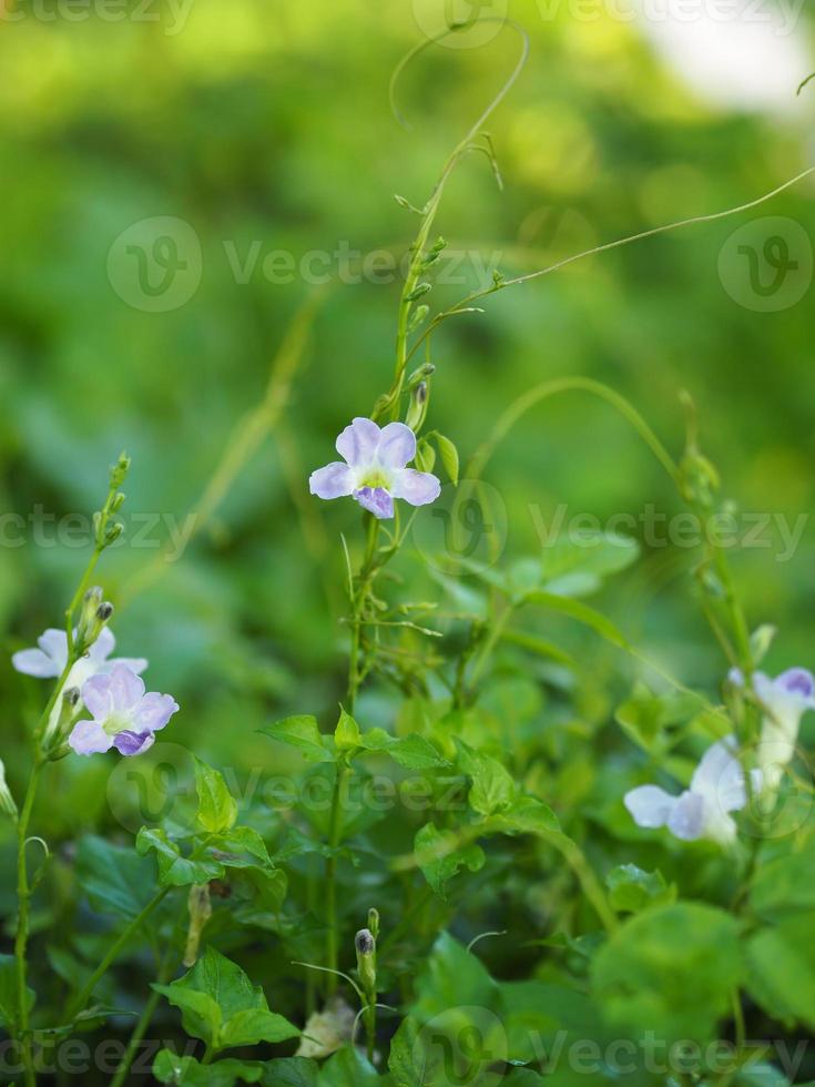 Purple flower Creeping Foxglove, Asystasia gangetica Anderson Acanthaceae Square trunk Fry on the soil surface The top is erect, forming a single leaf with an oval shape photo