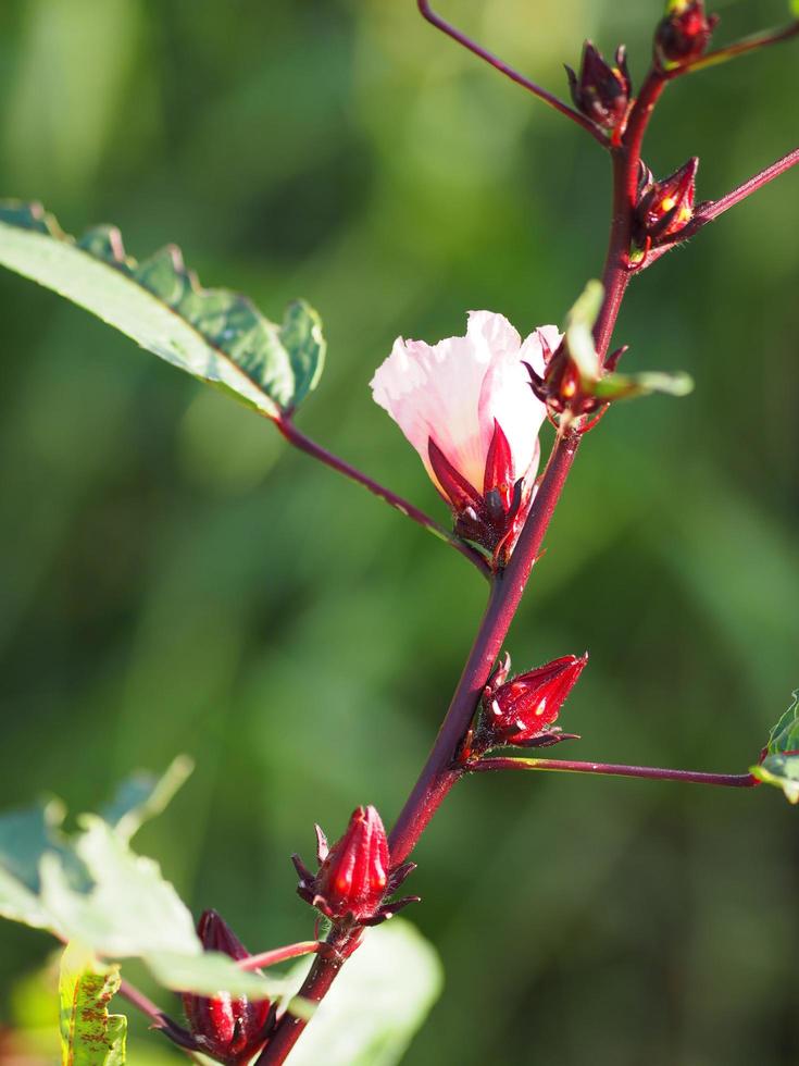 Roselle reroselle Hibiscus sabdariffa red fruit flower on wooden background. used for making tea or syrup. selective focus. d fruit flower in the garden photo