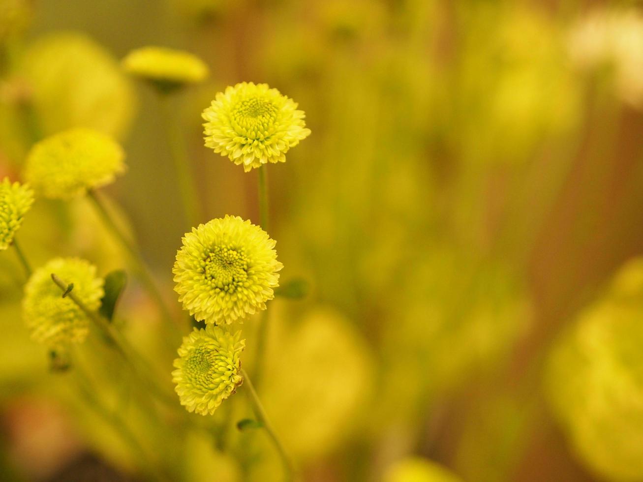 green flower nature Chrysanthemum Flower Scientific name Dendranthemum grandiflora beautiful bouquet stacked on background photo